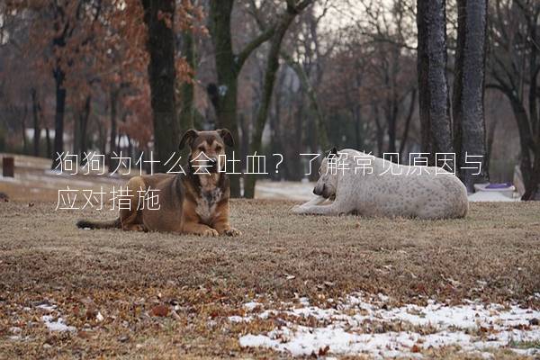 狗狗為什么會(huì)吐血？了解常見(jiàn)原因與應(yīng)對(duì)措施