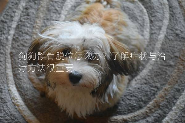狗狗髕骨脫位怎么辦？了解癥狀與治療方法很重要