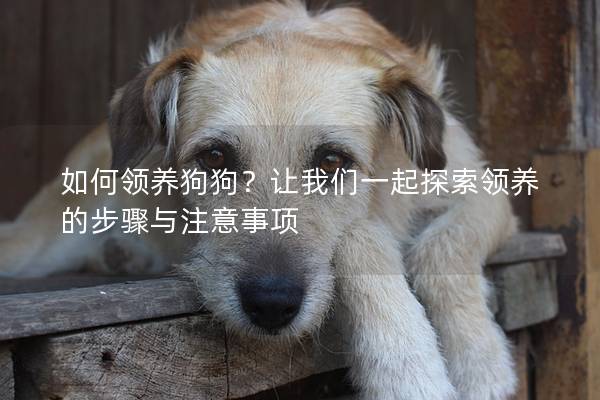 如何領(lǐng)養(yǎng)狗狗？讓我們一起探索領(lǐng)養(yǎng)的步驟與注意事項(xiàng)