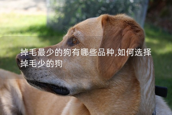 掉毛最少的狗有哪些品種,如何選擇掉毛少的狗
