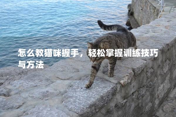 怎么教貓咪握手，輕松掌握訓練技巧與方法