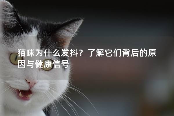 貓咪為什么發抖？了解它們背后的原因與健康信號