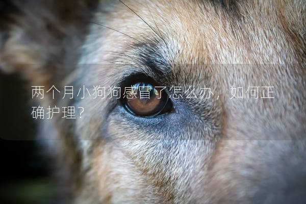 兩個月小狗狗感冒了怎么辦，如何正確護理？
