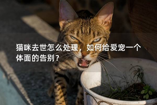 貓咪去世怎么處理，如何給愛寵一個體面的告別？