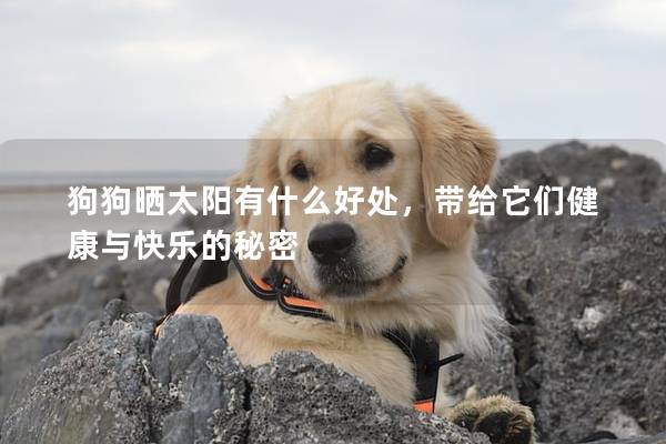 狗狗曬太陽有什么好處，帶給它們健康與快樂的秘密