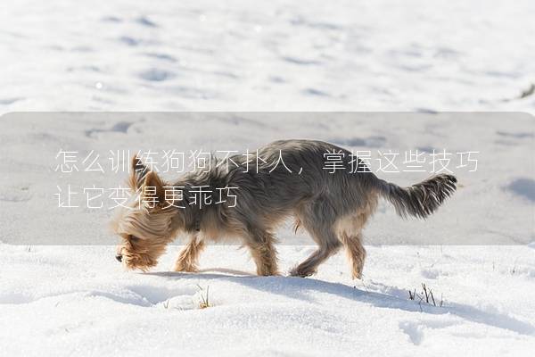 怎么訓(xùn)練狗狗不撲人，掌握這些技巧讓它變得更乖巧