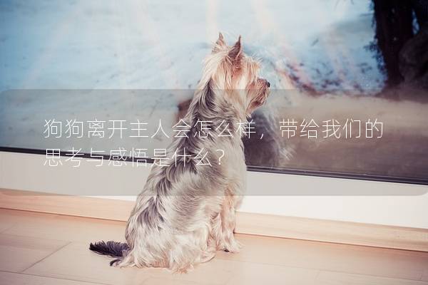 狗狗離開主人會怎么樣，帶給我們的思考與感悟是什么？