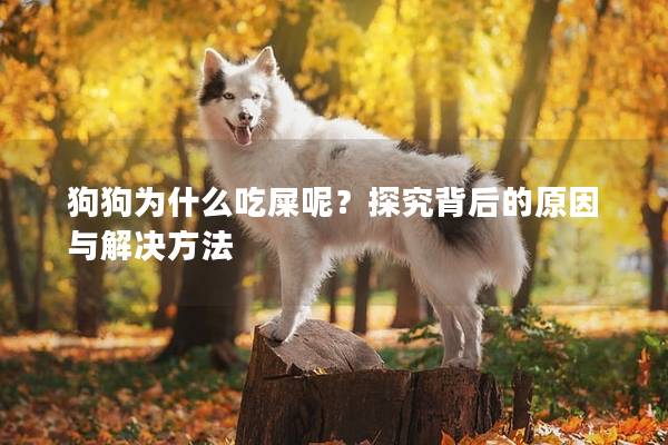 狗狗為什么吃屎呢？探究背后的原因與解決方法