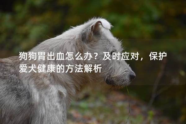 狗狗胃出血怎么辦？及時應對，保護愛犬健康的方法解析