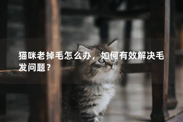 貓咪老掉毛怎么辦，如何有效解決毛發問題？