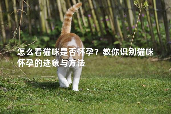 怎么看貓咪是否懷孕？教你識別貓咪懷孕的跡象與方法
