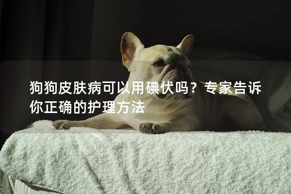 狗狗皮膚病可以用碘伏嗎？專家告訴你正確的護(hù)理方法