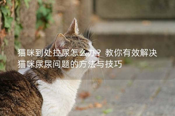 貓咪到處拉尿怎么辦？教你有效解決貓咪尿尿問題的方法與技巧