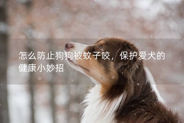 怎么防止狗狗被蚊子咬，保護愛犬的健康小妙招