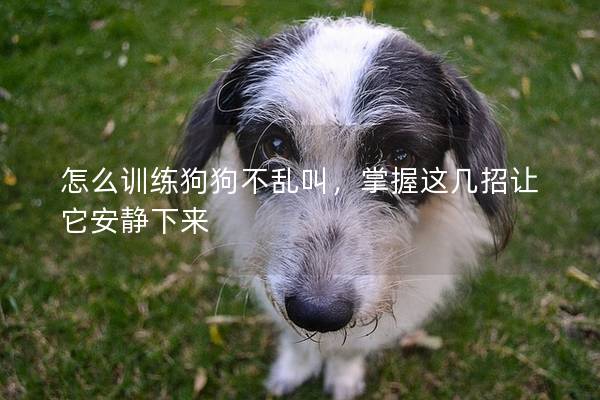 怎么訓練狗狗不亂叫，掌握這幾招讓它安靜下來