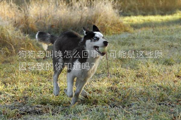狗狗老叫喚怎么回事，可能是這些原因?qū)е碌哪阒绬幔? title=
