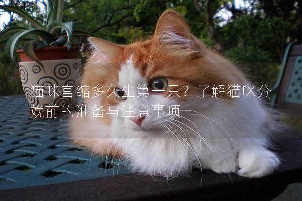 貓咪宮縮多久生第一只？了解貓咪分娩前的準備與注意事項