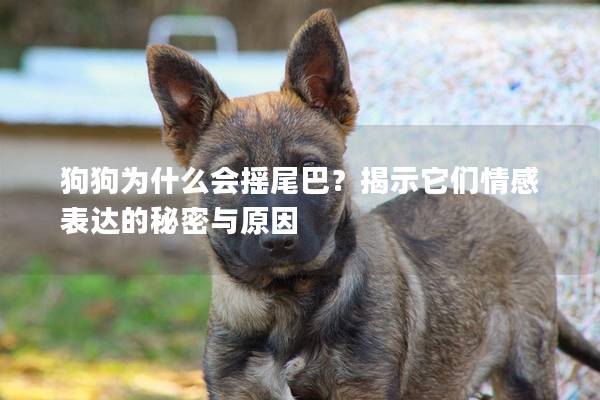 狗狗為什么會搖尾巴？揭示它們情感表達的秘密與原因