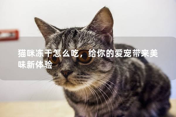 貓咪凍干怎么吃，給你的愛(ài)寵帶來(lái)美味新體驗(yàn)