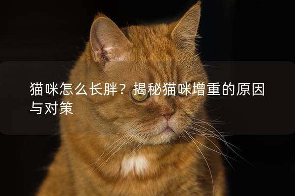 貓咪怎么長胖？揭秘貓咪增重的原因與對策
