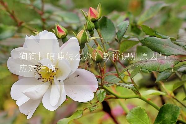 狗狗打噴嚏怎么辦？教你識(shí)別原因與應(yīng)對(duì)措施