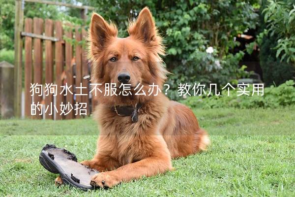 狗狗水土不服怎么辦？教你幾個實用的小妙招
