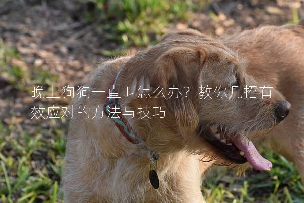 晚上狗狗一直叫怎么辦？教你幾招有效應(yīng)對的方法與技巧