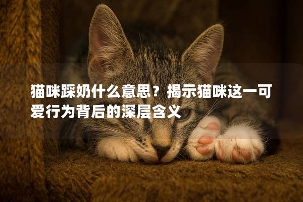 貓咪踩奶什么意思？揭示貓咪這一可愛行為背后的深層含義