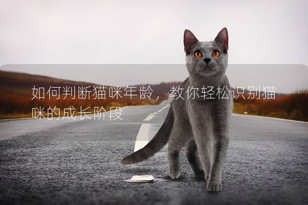 如何判斷貓咪年齡，教你輕松識別貓咪的成長階段