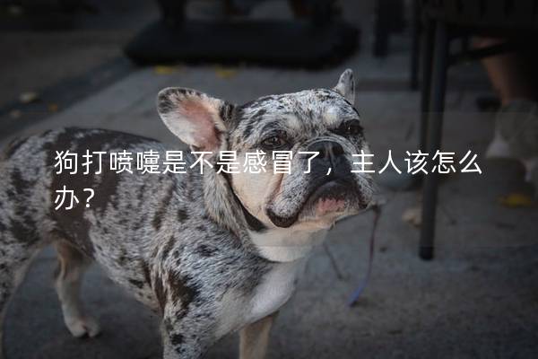 狗打噴嚏是不是感冒了，主人該怎么辦？