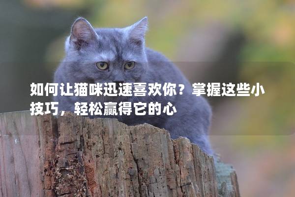 如何讓貓咪迅速喜歡你？掌握這些小技巧，輕松贏得它的心
