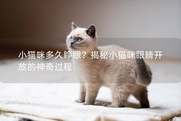小貓咪多久睜眼？揭秘小貓咪眼睛開放的神奇過程