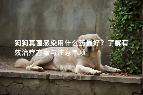 狗狗真菌感染用什么藥最好？了解有效治療方案與注意事項