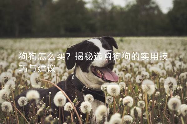 狗狗怎么買?揭秘選購狗狗的實用技巧與建議 狗狗怎么買?揭秘選購狗狗的實用技巧與建議