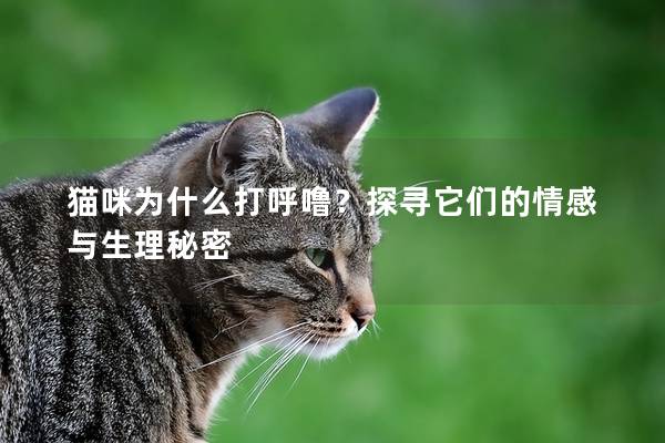 貓咪為什么打呼嚕？探尋它們的情感與生理秘密