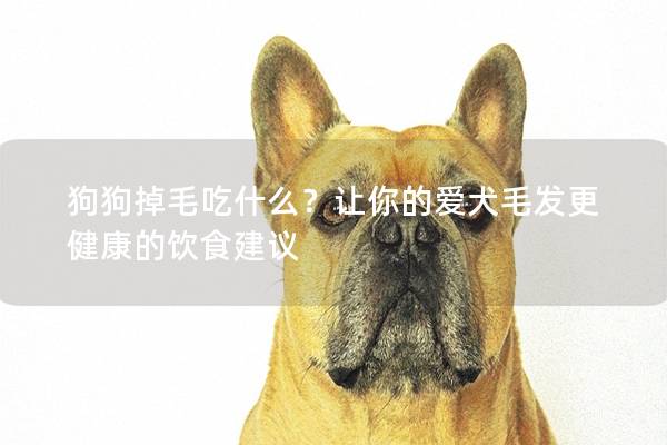 狗狗掉毛吃什么?讓你的愛犬毛發更健康的飲食建議 狗狗掉毛吃什么?讓你的愛犬毛發更健康的飲食建議
