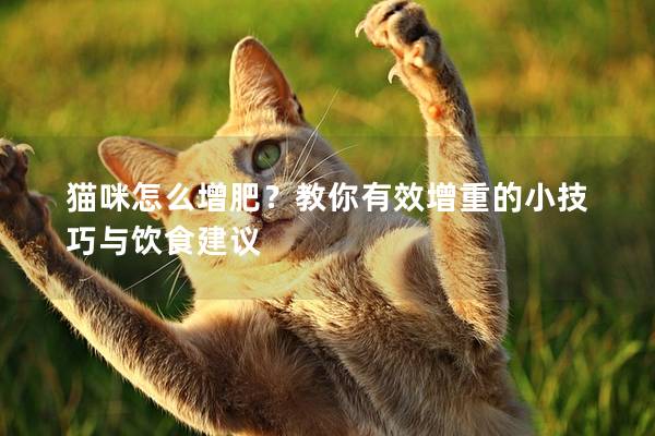 貓咪怎么增肥？教你有效增重的小技巧與飲食建議