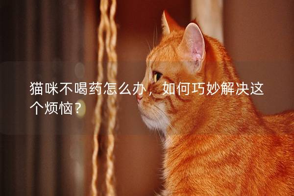 貓咪不喝藥怎么辦，如何巧妙解決這個煩惱？