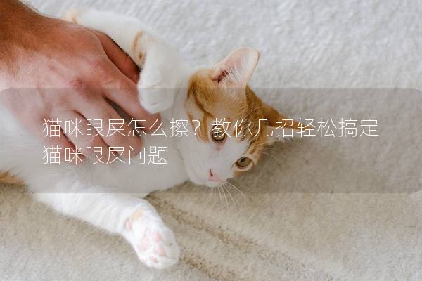 貓咪眼屎怎么擦？教你幾招輕松搞定貓咪眼屎問題