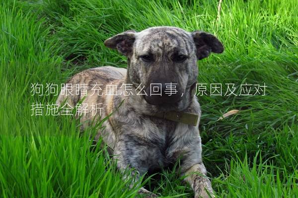 狗狗眼睛充血怎么回事，原因及應對措施全解析