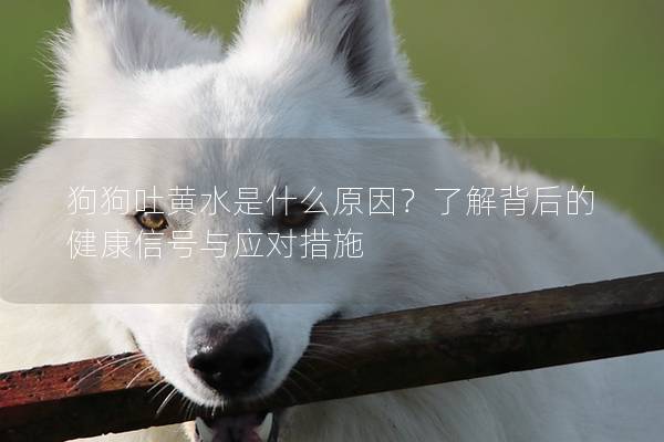 狗狗吐黃水是什么原因?了解背后的健康信號(hào)與應(yīng)對(duì)措施 狗狗吐黃水是什么原因?了解背后的健康信號(hào)與應(yīng)對(duì)措施