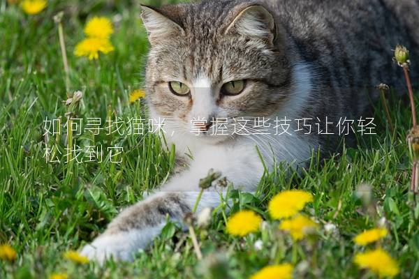 如何尋找貓咪，掌握這些技巧讓你輕松找到它