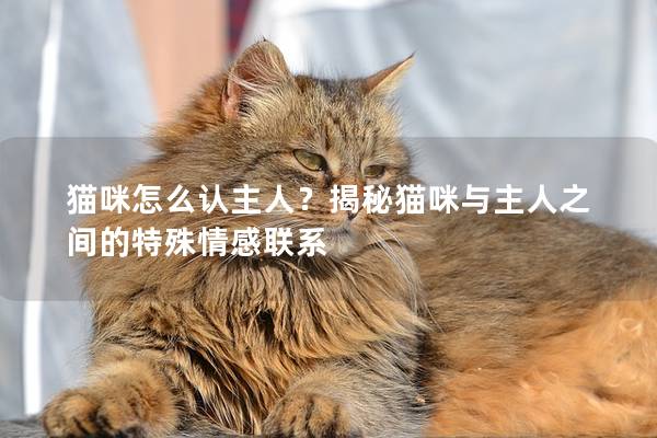 貓咪怎么認主人？揭秘貓咪與主人之間的特殊情感聯系