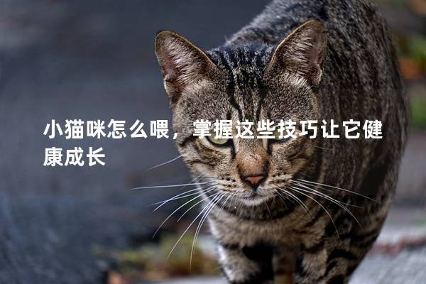 小貓咪怎么喂，掌握這些技巧讓它健康成長(zhǎng)