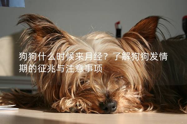 狗狗什么時候來月經？了解狗狗發情期的征兆與注意事項