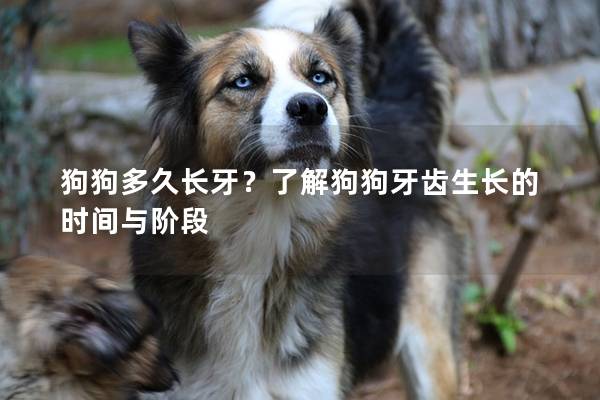 狗狗多久長牙？了解狗狗牙齒生長的時(shí)間與階段