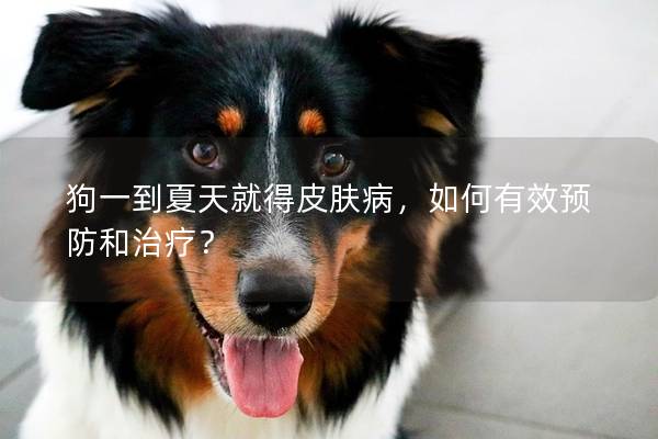 狗一到夏天就得皮膚病,如何有效預(yù)防和治療? 狗一到夏天就得皮膚病,如何有效預(yù)防和治療?