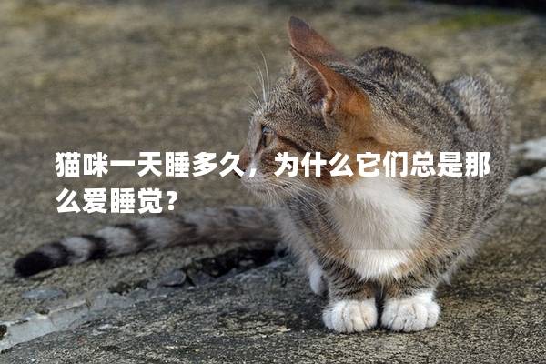 貓咪一天睡多久，為什么它們總是那么愛睡覺？