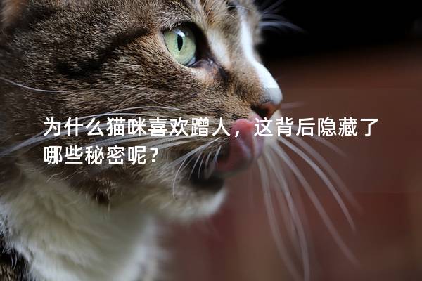 為什么貓咪喜歡蹭人，這背后隱藏了哪些秘密呢？
