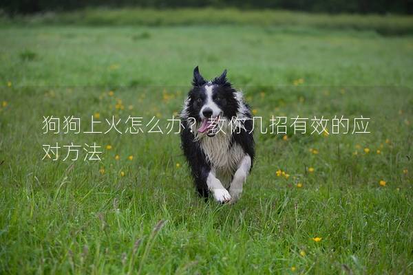 狗狗上火怎么辦?教你幾招有效的應(yīng)對方法 狗狗上火怎么辦?教你幾招有效的應(yīng)對方法